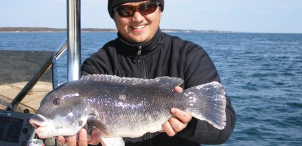 Tautog