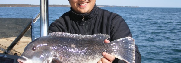 Tautog