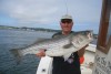 Trophy Woods Hole Striped Bass