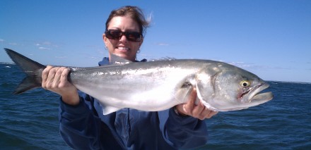 Bluefish